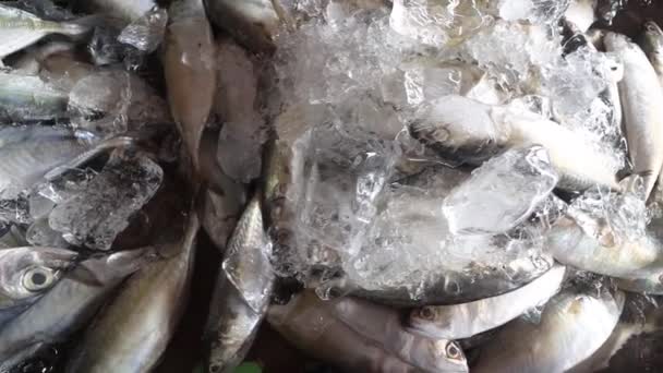 Vendere Sardine Mercato Del Pesce Strada Asia — Video Stock