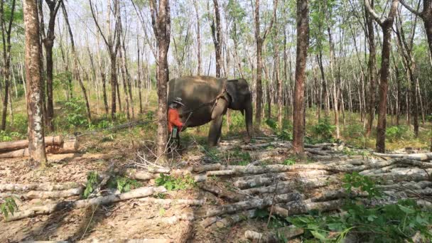 Khao Lak Thailand March 2020 Využívání Slonů Asijský Slon Řetězcích — Stock video