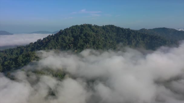 Images aériennes de la forêt tropicale à Bornéo, Malaisie 