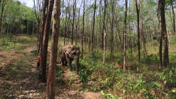 Кхао Лак Таиланд Марта 2020 Эксплуатация Слонов Азиатский Слон Цепях — стоковое видео