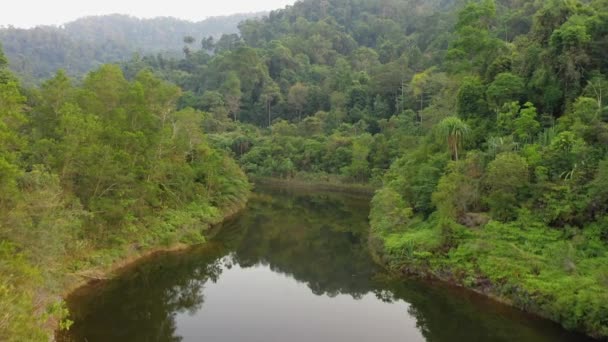 Tropischer Regenwald Thailand Drohnen Ansicht Der Baumkronen Wald — Stockvideo