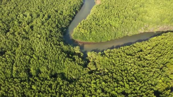 Tropisch Regenwoud Thailand Luchtdrone Zicht Het Bladerdak Van Het Bos — Stockvideo