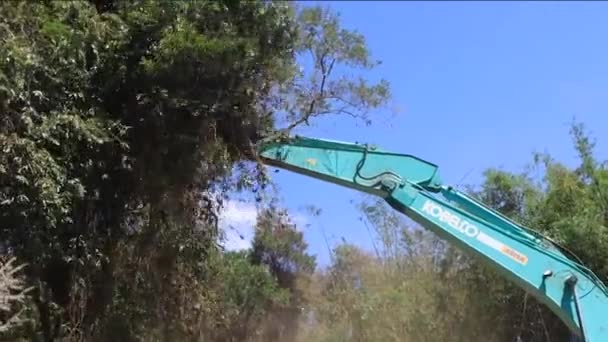 Déforestation Terrain Défriché Brûlé Pour Faire Place Plantation Huile Palme — Video