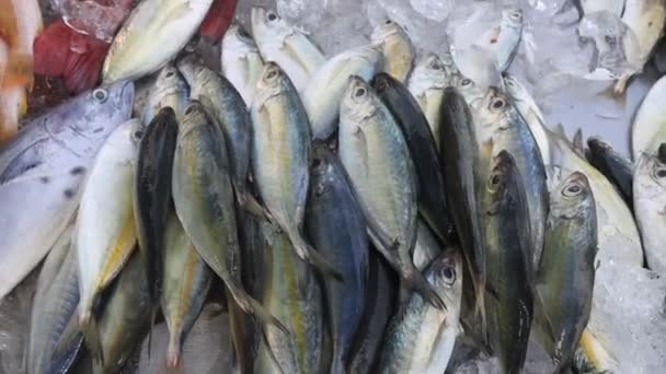 Street Skaldjur Marknaden Asien Med Tonfisk Och Sardiner Fisk — Stockvideo