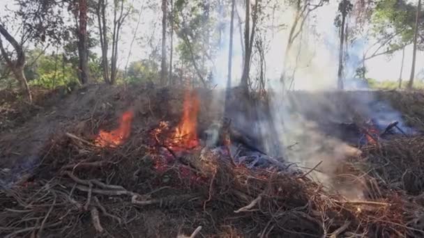 Вырубка Лесов Земля Очищена Сожжена Освободить Место Плантации Пальмового Масла — стоковое видео