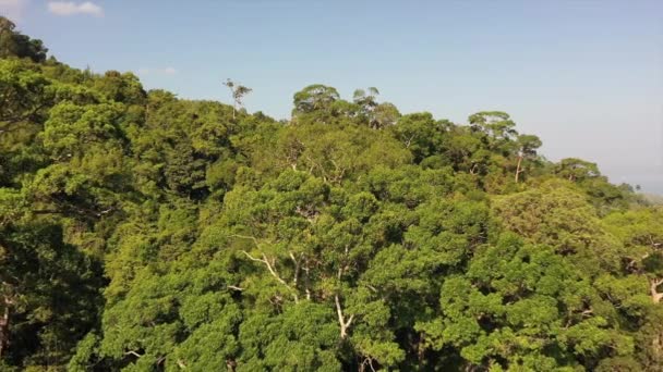 Tropical Rainforest Thailand Aerial Drone View Forest Canopy — Stock Video