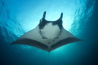 Manta Ray manzaralı deniz