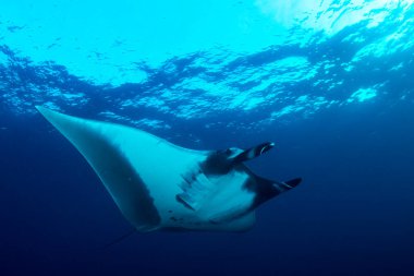 Manta Ray manzaralı deniz