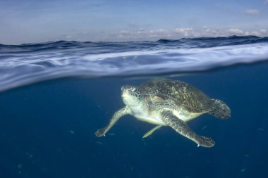 Kaplumbağa (Hawksbill Deniz Kaplumbağası) su altında