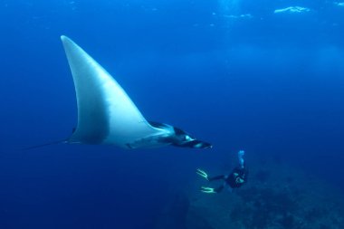 Manta Ray manzaralı deniz
