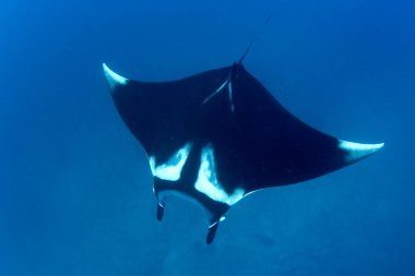 Manta Ray manzaralı deniz