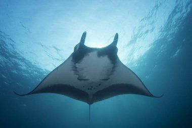 Manta Ray manzaralı deniz