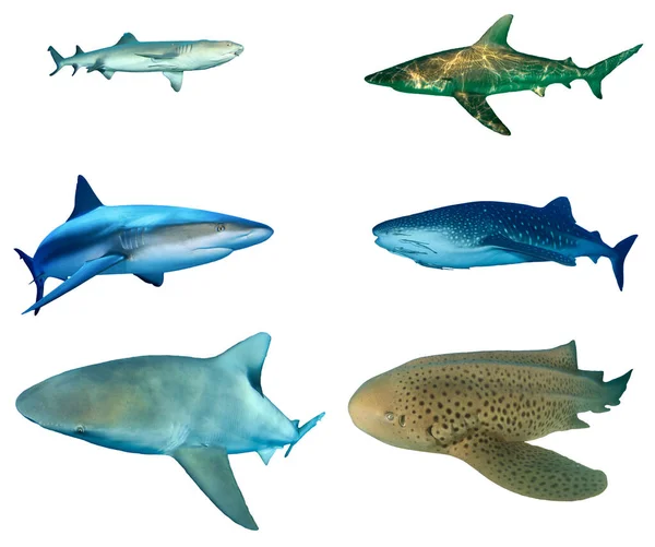 Tiburones Aislados Tiburones Arrecife Del Caribe Sobre Fondo Blanco —  Fotos de Stock