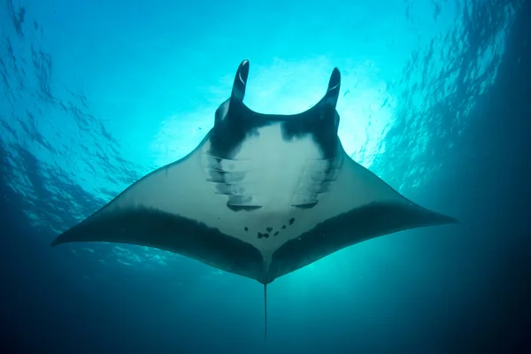 Manta Ray Kilátás Tengerre — Stock Fotó