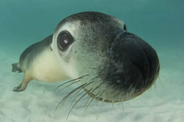 Australische Zeeleeuw Onderwaterfoto — Stockfoto