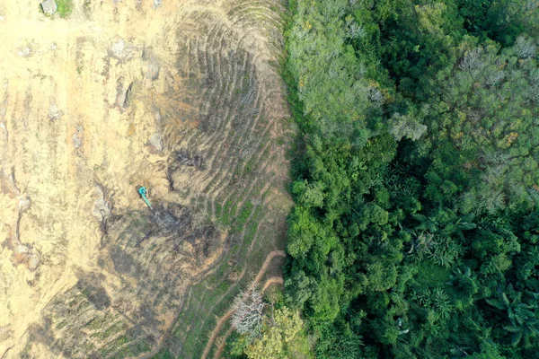 Déforestation Terrain Défriché Brûlé Pour Faire Place Plantation Huile Palme — Photo