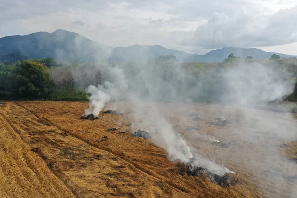 Ormanların yok edilmesi. Palmiye yağı tarlasına yol açmak için arazi temizlendi ve yandı.