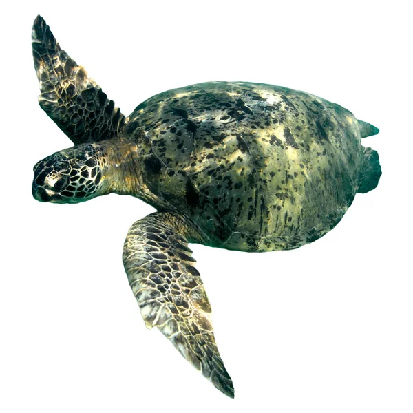 Χελώνα Hawksbill Sea Turtle Απομονωμένη Λευκό — Φωτογραφία Αρχείου