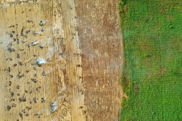 森林砍伐 清理和焚烧土地 为棕榈油种植园让路 — 图库照片