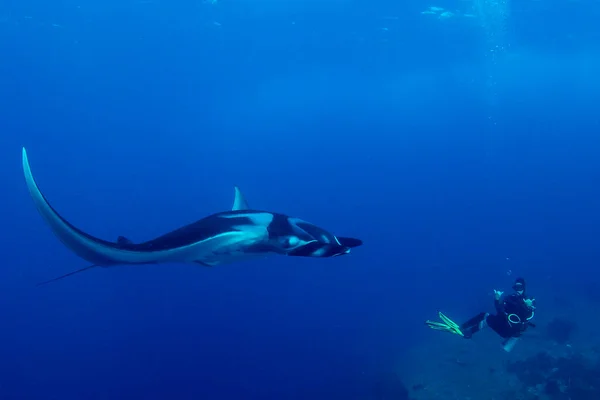 Manta Ray Vista Sul Mare — Foto Stock