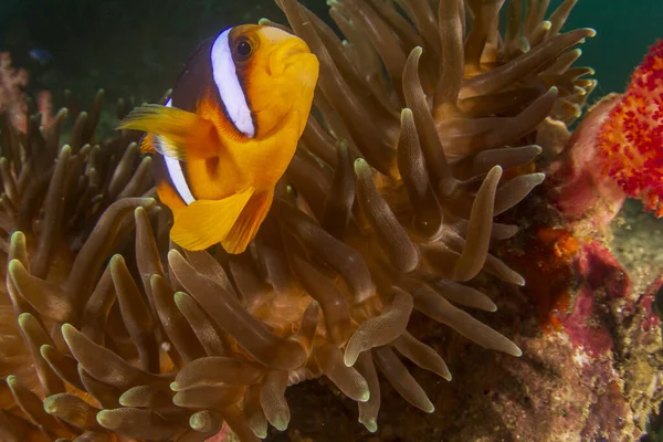 Underwater tropical fish in ocean. Coral reef in sea