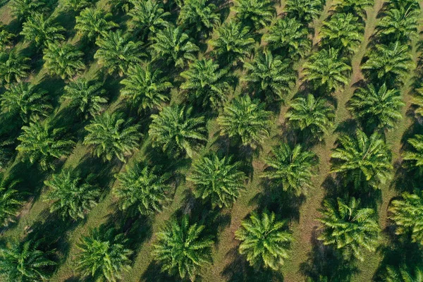 Palmiye yağı çiftliği. Yukarıdan yağlı palmiye ağaçları, hava görüntüleri