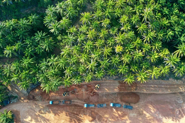 Deforestación Tierra Despejada Quemada Para Dar Paso Plantación Aceite Palma — Foto de Stock