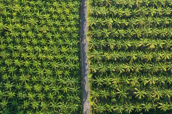 Une Plantation Huile Palme Palmiers Huile Haut Séquences Aériennes — Photo