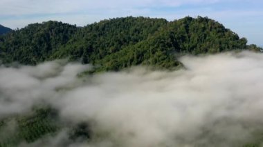 Borneo, Malezya 'da yağmur ormanı hava görüntüleri