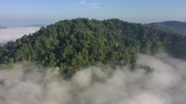 Borneo, Malezya 'da yağmur ormanı hava görüntüleri