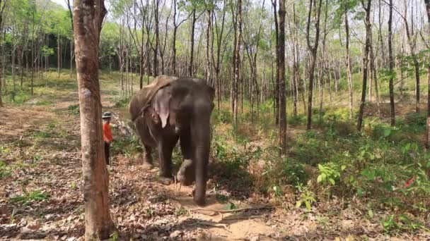 Khao Lak Thailand March 2020 Elephant Exploitation 在伐木业工作的链条中的亚洲象 动物福利和虐待动物问题 — 图库视频影像