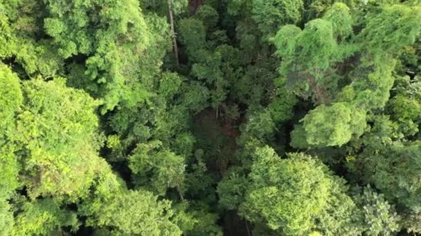 Foresta Tropicale Thailandia Veduta Aerea Drone Del Baldacchino Foresta — Video Stock