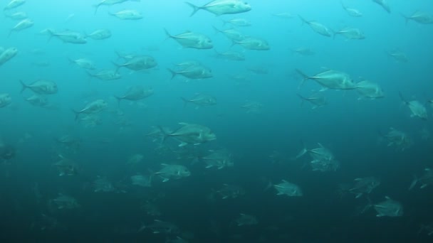 물고기 학교의 영상입니다 Bigeye Jackfish Trevallies — 비디오