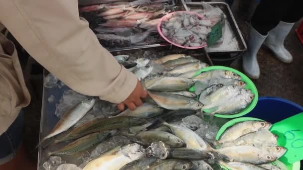 Färsk Fisk Marknaden Tonfisk Sardiner Och Rödspätta — Stockvideo