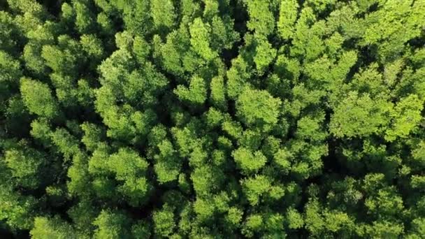 Foresta Tropicale Thailandia Veduta Aerea Drone Del Baldacchino Foresta — Video Stock