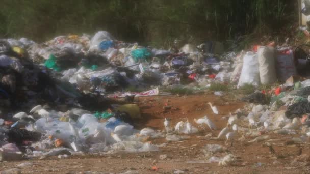 Pássaros Procuram Comida Lixeira Vida Selvagem Animais Afectados Pela Poluição — Vídeo de Stock