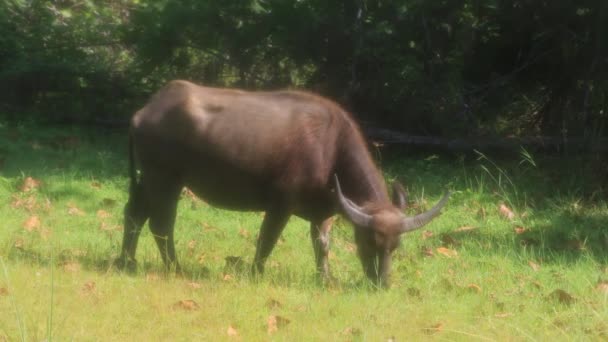 Agua Buffalo Pastoreo Hierba Asia — Vídeos de Stock