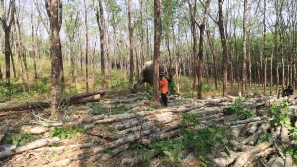 Khao Lak Thailand 2020年3月18日象の搾取 伐採業で働くチェーンのアジアゾウ 動物福祉と動物虐待問題 — ストック動画