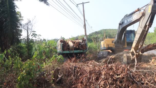 Khao Lak Thailand Mart 2020 Yol Yapmak Için Yağmur Ormanı — Stok video