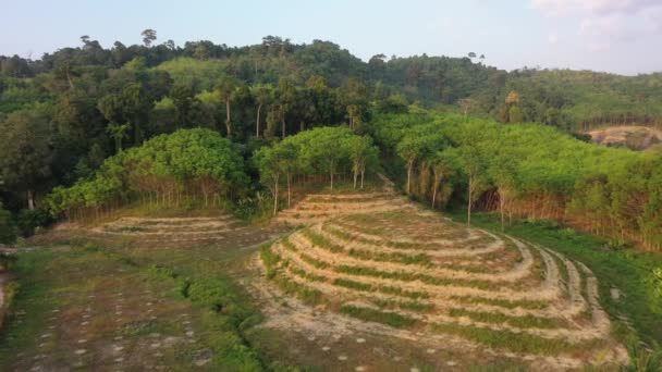 Entwaldung Land Gerodet Und Verbrannt Platz Für Palmölplantage Schaffen — Stockvideo