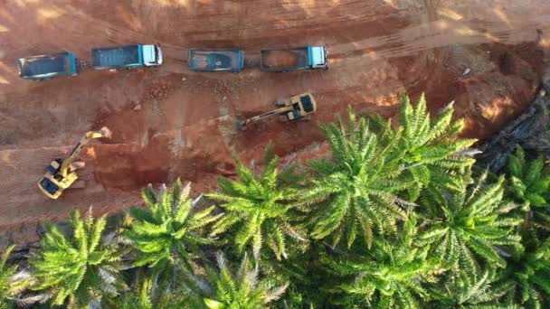 Deforestación Tala Destrucción Ambiental Selva Tropical Para Industria Del Aceite — Vídeos de Stock