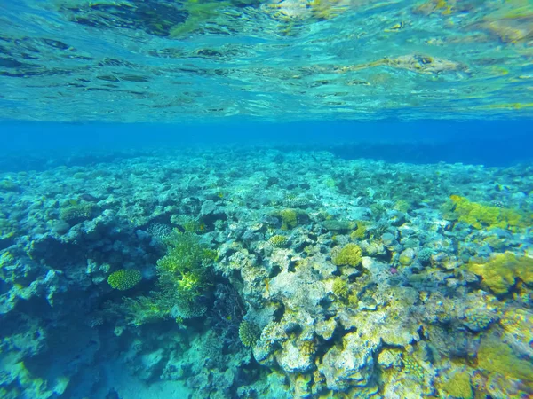 Underwater World Beautiful Corals Red Sea Egypt — Stock Photo, Image