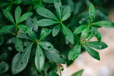Tropikal egzotik bitki yapraklarına yakın çekim