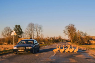 24 Mart 2019 - Bir grup moruk kırsal yoldan geçerken, bir araba onları karşıya geçirmek için durdu.