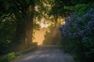 Sihirli güneş ışığı yol tozunda parlıyor, çiçek açan leylaklar, Letonya