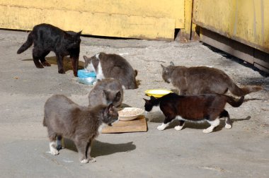 İnsan yiyen bir grup kedi, Letonya 'nın Riga şehrinin banliyösünde yiyecek sağladı.