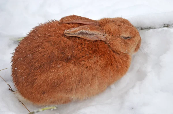 Rabbit sleeping on the snow, winter day