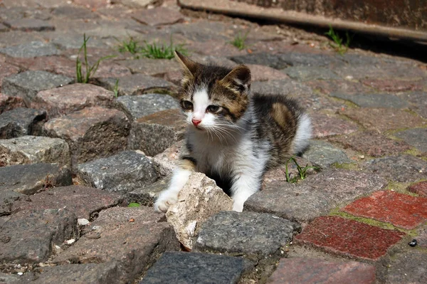 Mały Kotek Ulicach Rygi Łotwa — Zdjęcie stockowe