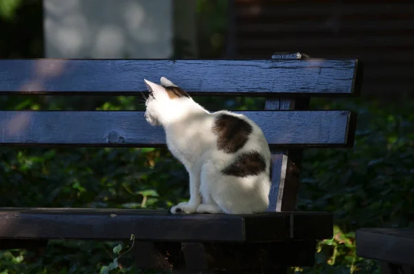 Cat Κάθεται Ένα Παγκάκι Ένα Πάρκο Στο Βερολίνο Γερμανία — Φωτογραφία Αρχείου