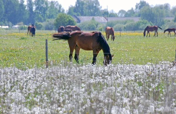 Horse eating the grass at the farmland field in Latvia
